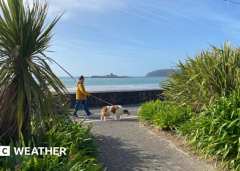 photo looking out to sea but with some greenery in the foreground and a person walking their dog.  A headland in the distance