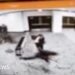 Video shows correspondents' dinner suspect charge checkpoint