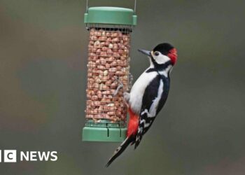 Want to help garden birds? Don't feed them in warmer months, says RSPB