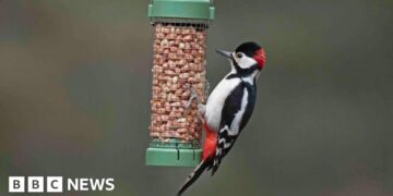 Want to help garden birds? Don't feed them in warmer months, says RSPB
