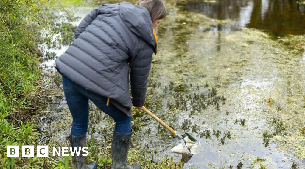 Water and wildlife return to farmland ponds