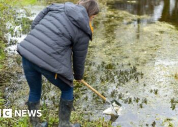 Water and wildlife return to farmland ponds