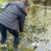 Water and wildlife return to farmland ponds