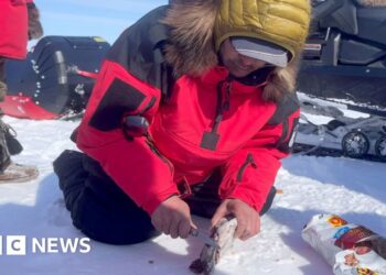 What does it take to survive in the Arctic's extreme weather?