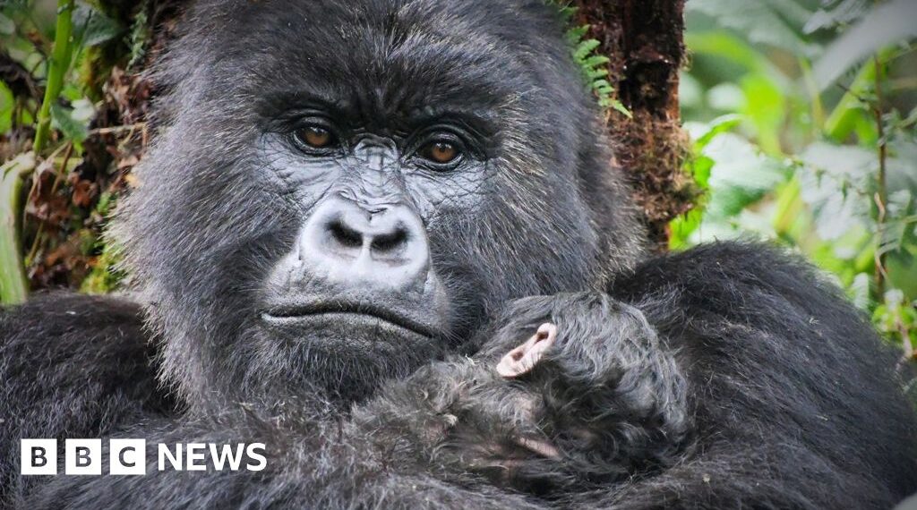 When Attenborough met the gorillas
