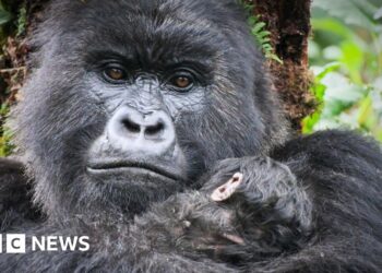 When Attenborough met the gorillas