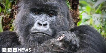 When Attenborough met the gorillas