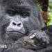 When Attenborough met the gorillas