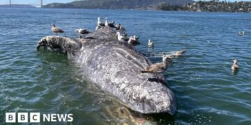 Why do gray whales keep dying in San Francisco's waters?