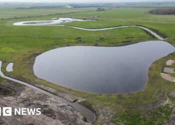 Wildlife arriving at newly created wetland
