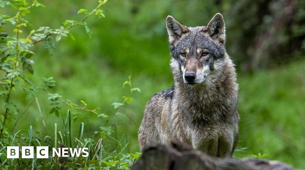Wolf bites woman in shock German attack on busy Hamburg shopping street