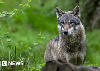 Wolf bites woman in shock German attack on busy Hamburg shopping street