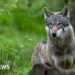 Wolf bites woman in shock German attack on busy Hamburg shopping street