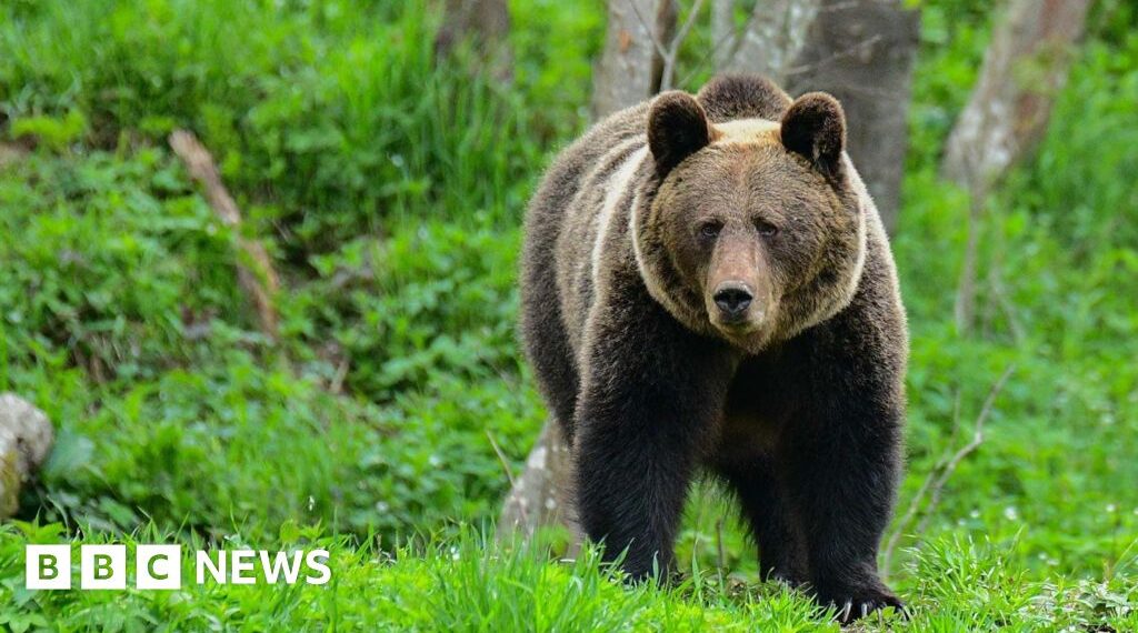 Woman killed by bear in Polish forest, son and local government say