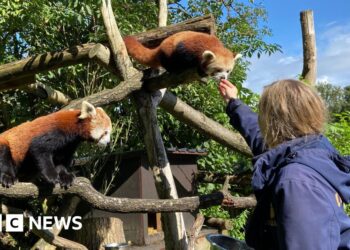 World's first safari park celebrates 60 years