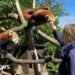 World's first safari park celebrates 60 years