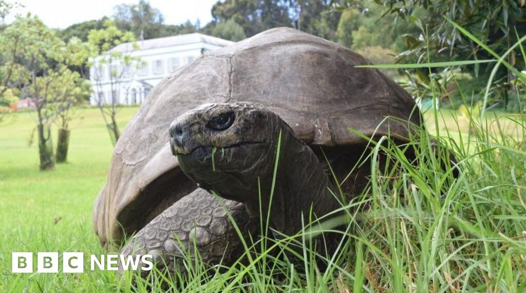 World's oldest known tortoise, Jonathan, dies aged 193