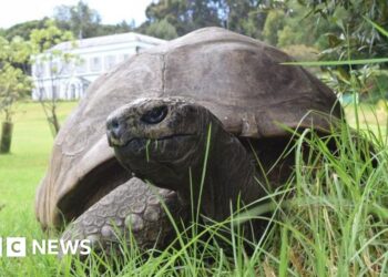 World's oldest known tortoise, Jonathan, dies aged 193