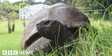 World's oldest known tortoise, Jonathan, dies aged 193