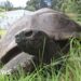 World's oldest known tortoise, Jonathan, dies aged 193