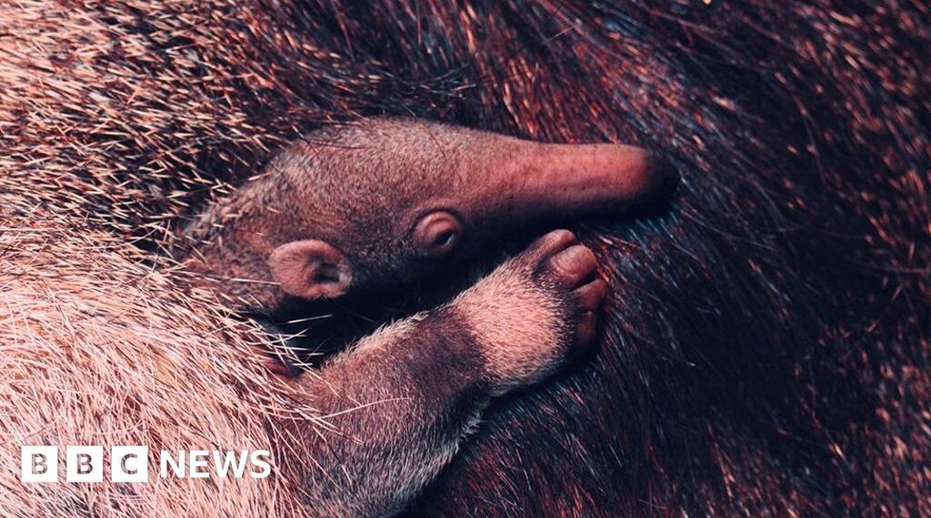 Zoo welcomes 'vulnerable' giant anteater pup