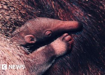 Zoo welcomes 'vulnerable' giant anteater pup