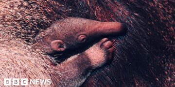 Zoo welcomes 'vulnerable' giant anteater pup