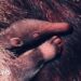 Zoo welcomes 'vulnerable' giant anteater pup