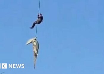 'I had to stick to the plan': Officer describes retrieving crocodile with human remains inside