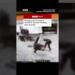 Trump posted security camera footage of what appears to be the start of the shooting. #BBCNews