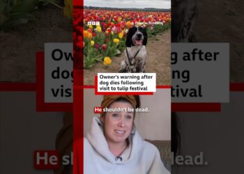 Owner’s warning after dog’s tulip festival death. #Yorkshire #BBCNews