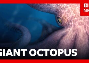 Meet the 19-metre octopus that prowled the ancient seas | BBC News
