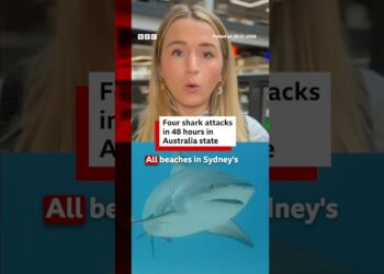 Four shark attacks in 48 hours in Australia state. #Australia #BBCNews