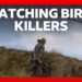 Catching the people illegally killing Britain’s birds of prey | BBC News