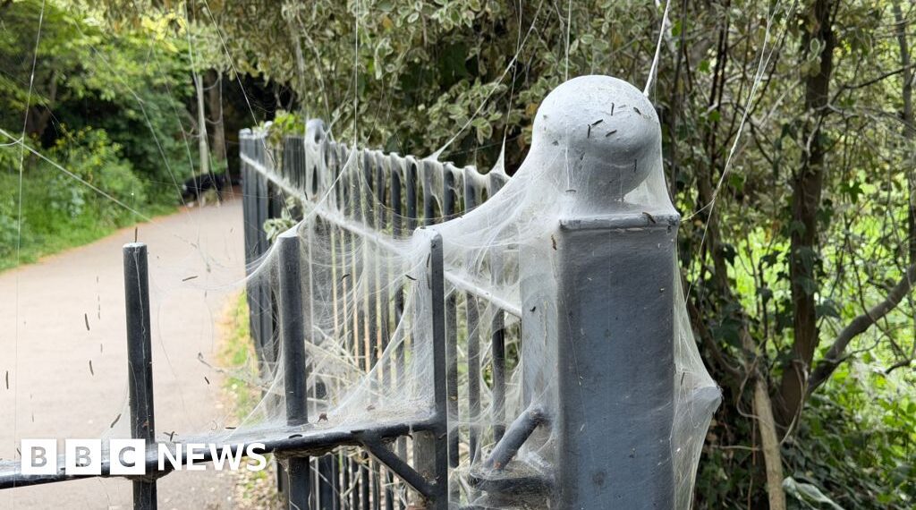 'Alarming-looking' caterpillar webs in Exeter park 'harmless'