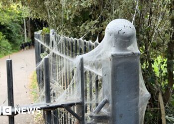 'Alarming-looking' caterpillar webs in Exeter park 'harmless'
