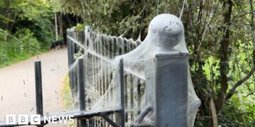 'Alarming-looking' caterpillar webs in Exeter park 'harmless'