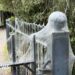 'Alarming-looking' caterpillar webs in Exeter park 'harmless'