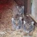 Animal park welcomes four Sumatran tiger cubs