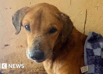 BBC uncovers the Ugandans abusing animals to elicit donations for shelters