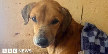 BBC uncovers the Ugandans abusing animals to elicit donations for shelters