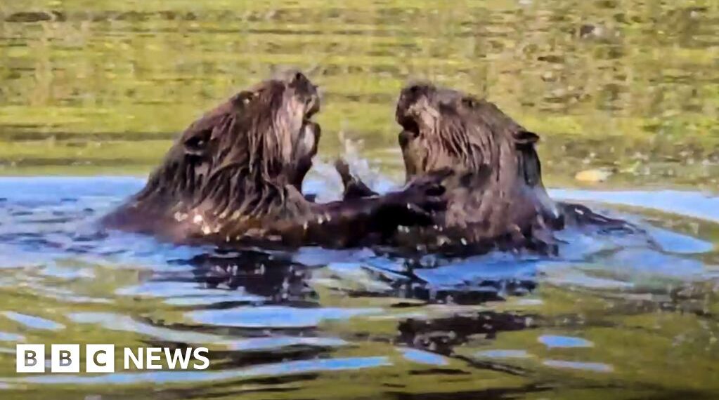 Beavers spotted in Hampshire nature reserve for the first time