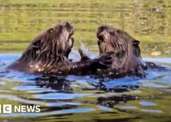 Beavers spotted in Hampshire nature reserve for the first time