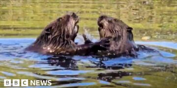 Beavers spotted in Hampshire nature reserve for the first time