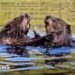 Beavers spotted in Hampshire nature reserve for the first time