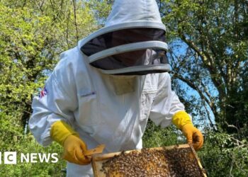 'Beekeeping helps me clear my mind and get better headspace'