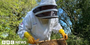 'Beekeeping helps me clear my mind and get better headspace'