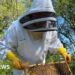'Beekeeping helps me clear my mind and get better headspace'