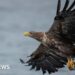 Britain's protected birds of prey still being shot, trapped and poisoned, says RSPB