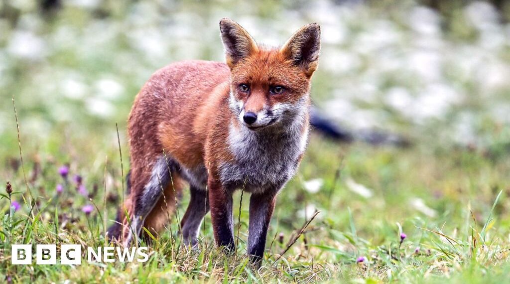 Citizen scientists needed to protect wildlife
